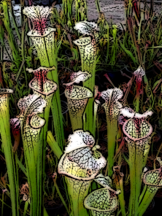 Sarracenia